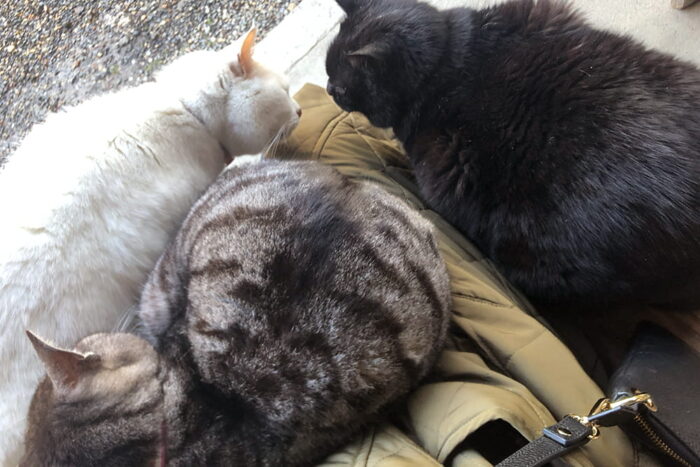 膝に乗りたがる３匹の猫たち