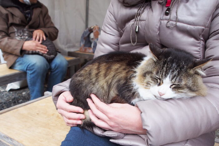 参拝者の膝の上でくつろぐ長毛猫のドゥちゃん