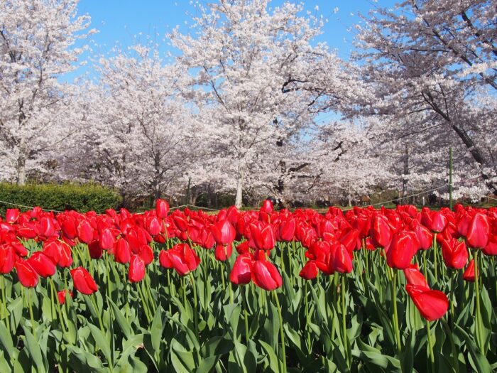 京都市・桜