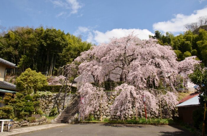 舞鶴市・桜