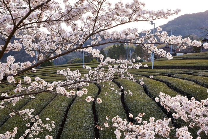 和束町・桜