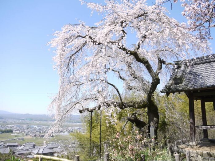 井手町・桜