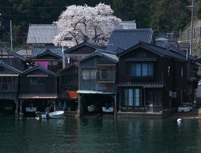 伊根町・桜