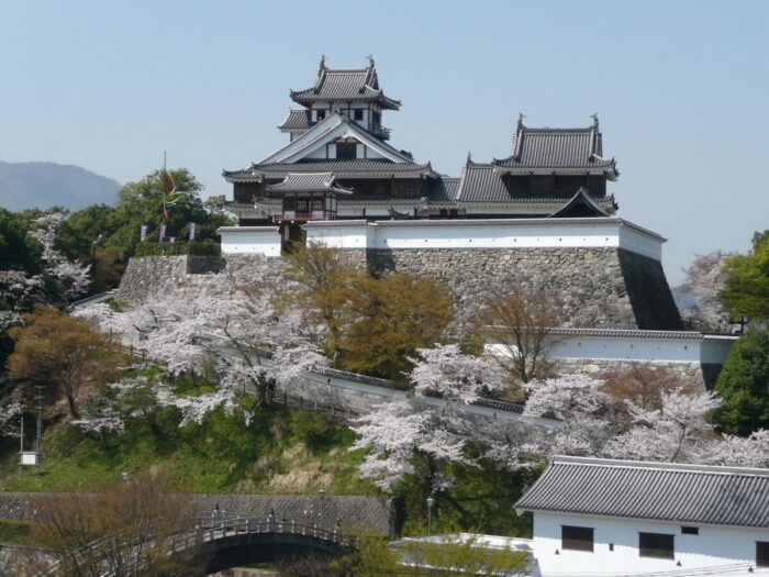 福知山市・桜