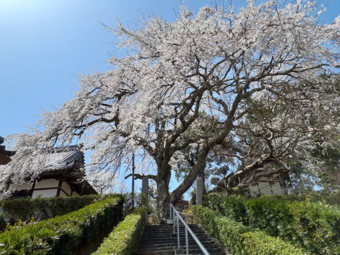 綾部市・桜