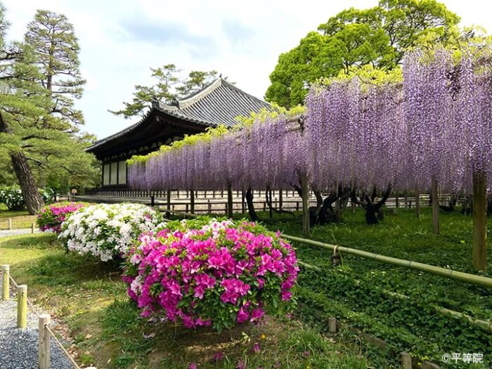 平等院の藤