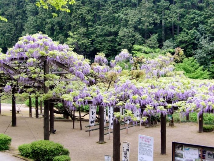 才ノ神の藤