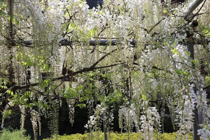 普門寺の藤