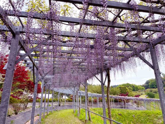 花郷OKADAの藤