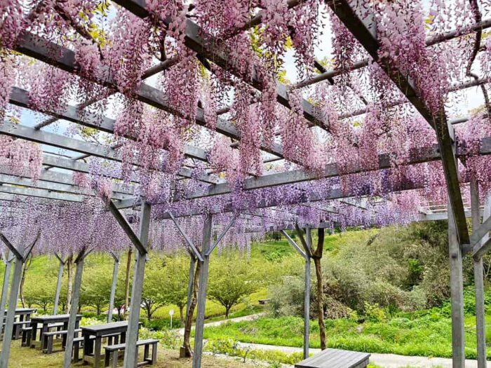 花郷OKADAの藤