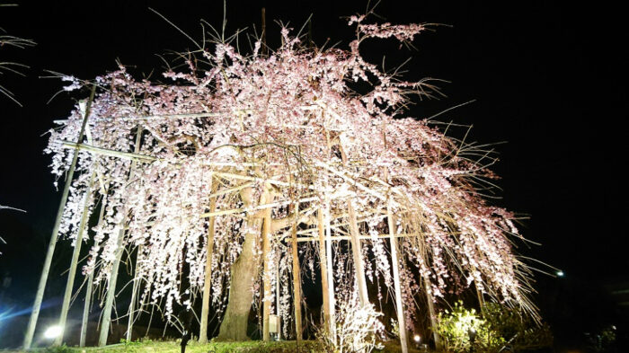 宇治市・桜ライトアップ