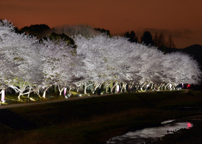 亀岡市・桜ライトアップ