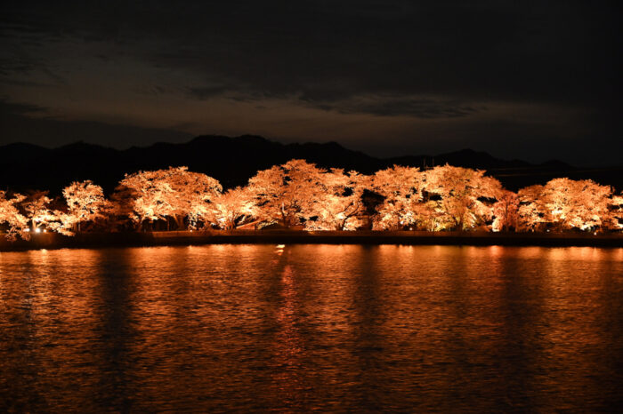 亀岡市・桜ライトアップ