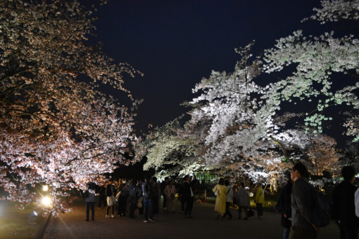 京都市・桜ライトアップ