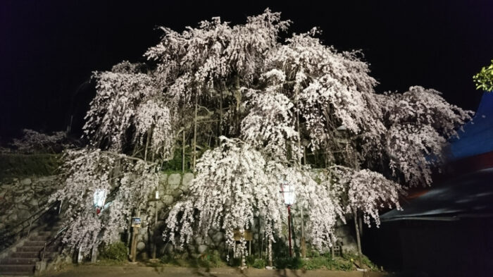 舞鶴市・桜ライトアップ