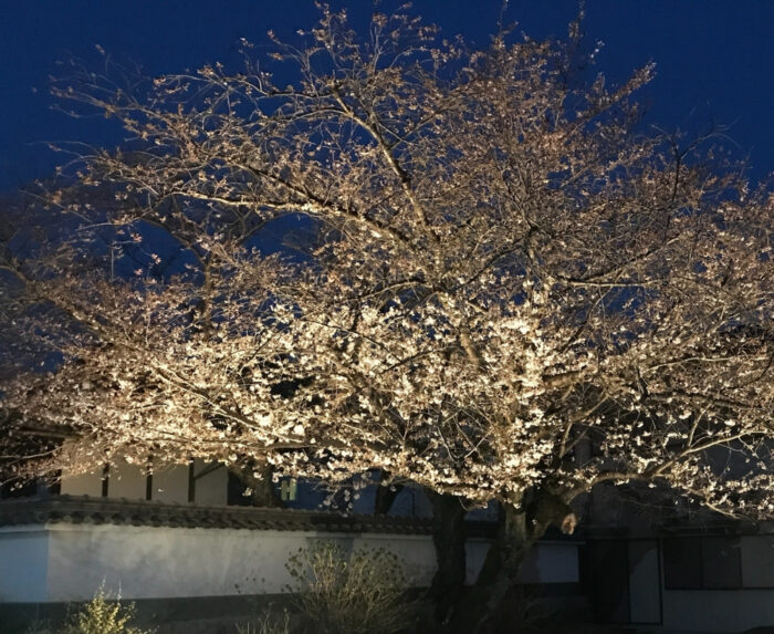 木津川市・桜ライトアップ