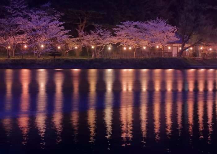 京丹後市・桜ライトアップ