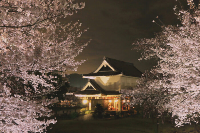 長岡京市・桜ライトアップ