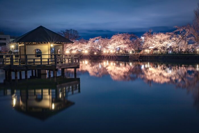 長岡京市・桜ライトアップ