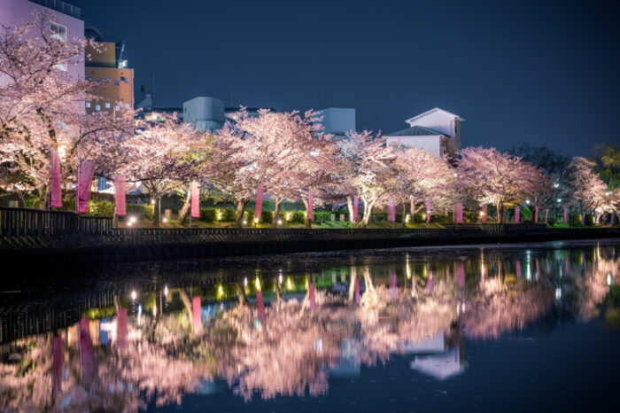 亀岡市・桜ライトアップ