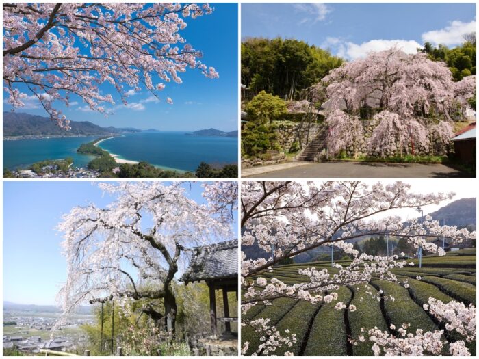 コラボ桜&一本桜