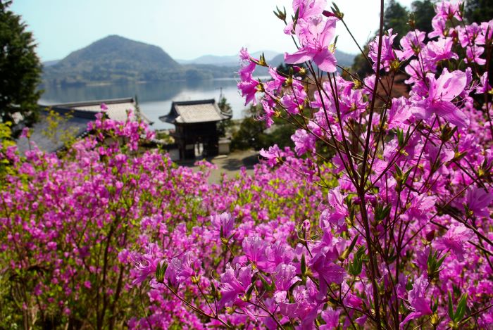 京丹後　如意寺　ツツジ