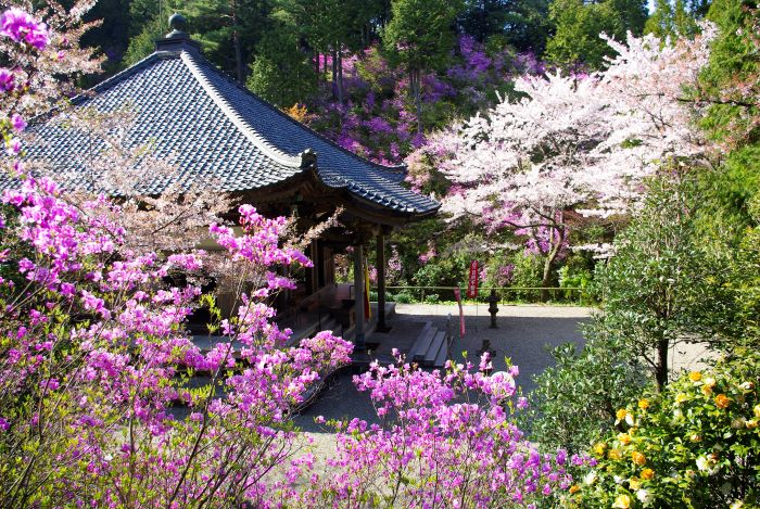 京丹後　如意寺　ツツジ