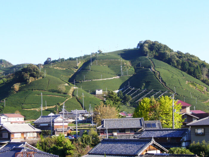 和束町の茶畑