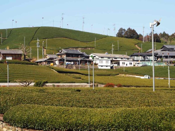 和束町の茶畑
