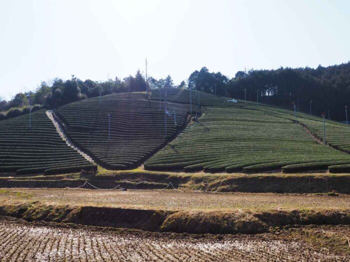 和束町の茶畑