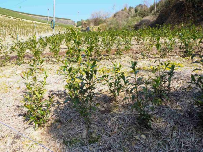 和束町の茶畑