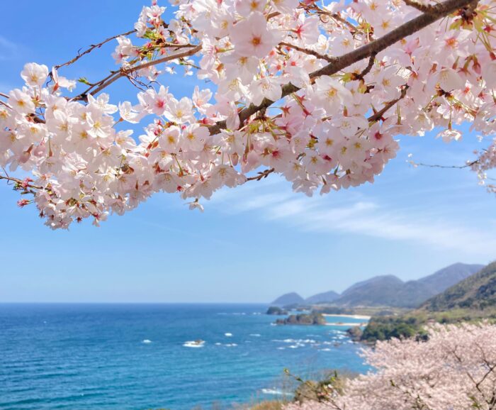 京丹後市・桜