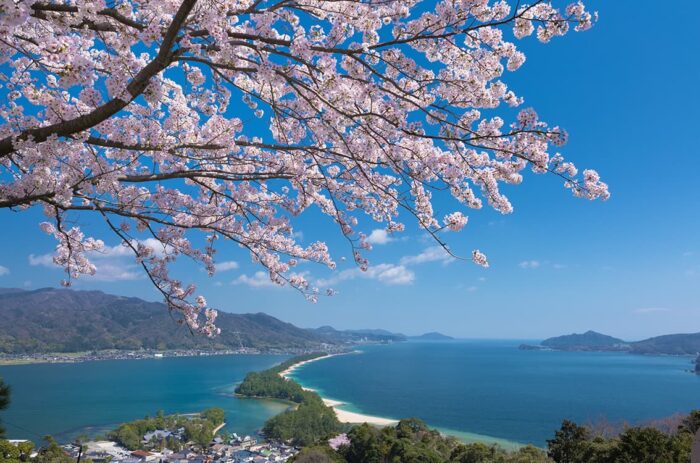 宮津市・桜