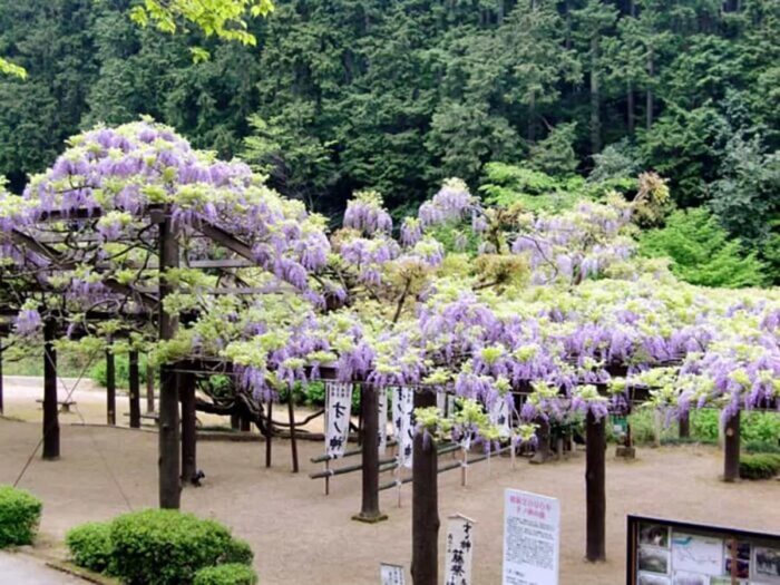 京都府の藤おすすめ鑑賞スポット