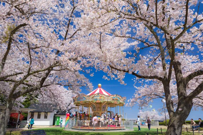 宮津市・桜