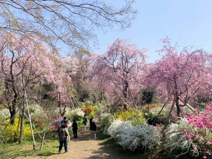 京都市・桜