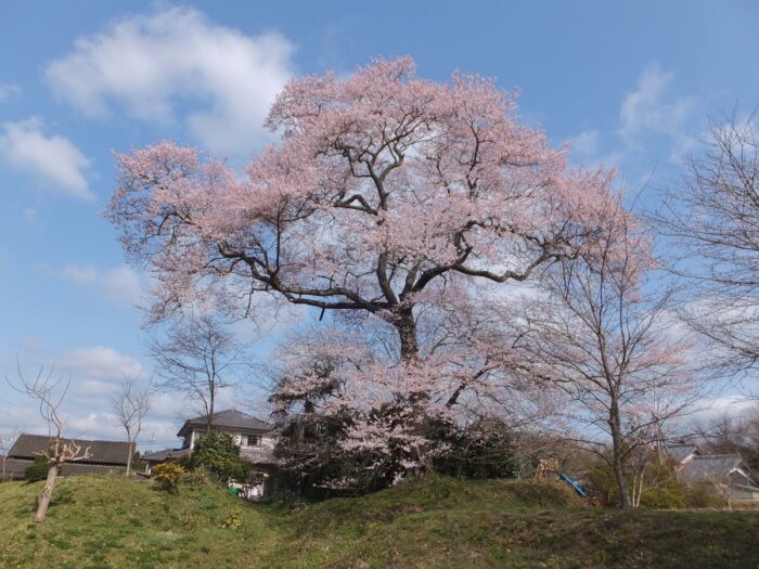 京丹波町・桜