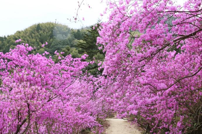 京丹後市　東山公園　つつじ