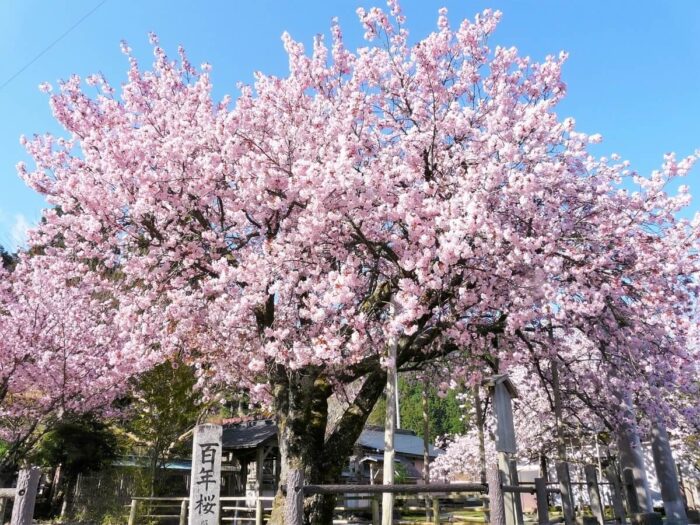 京都市・桜
