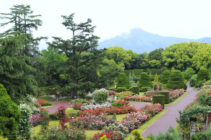 京都市・バラ園