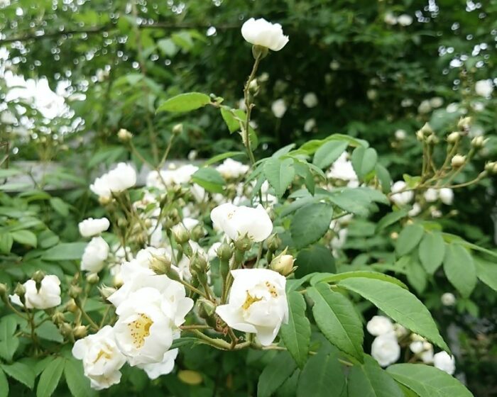 舞鶴市・バラ園