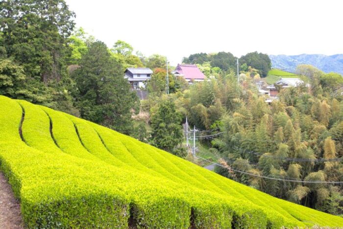 茶畑
