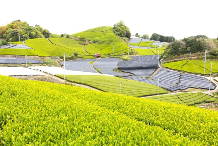 石寺の茶畑