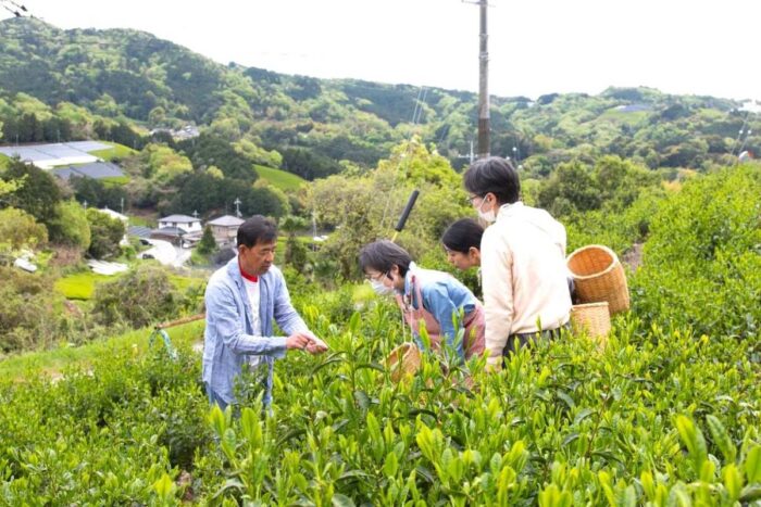 茶摘み