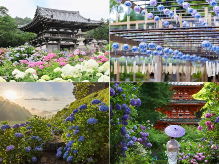 京都府・アジサイ