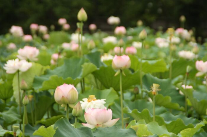 八条ヶ池の蓮