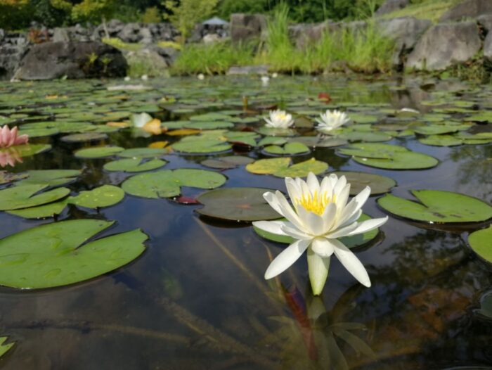 けいはんな記念公園の睡蓮