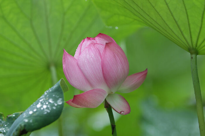 極楽寺の蓮