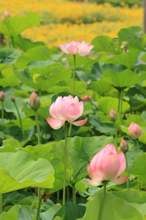 極楽寺の蓮