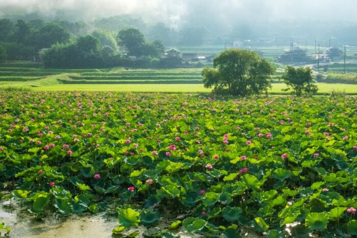 平の沢池の蓮